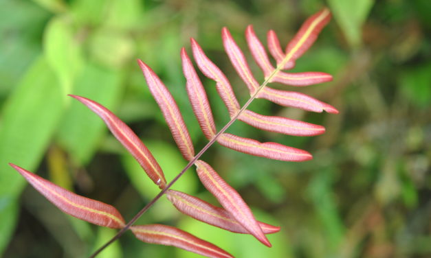 Blechnum gracile