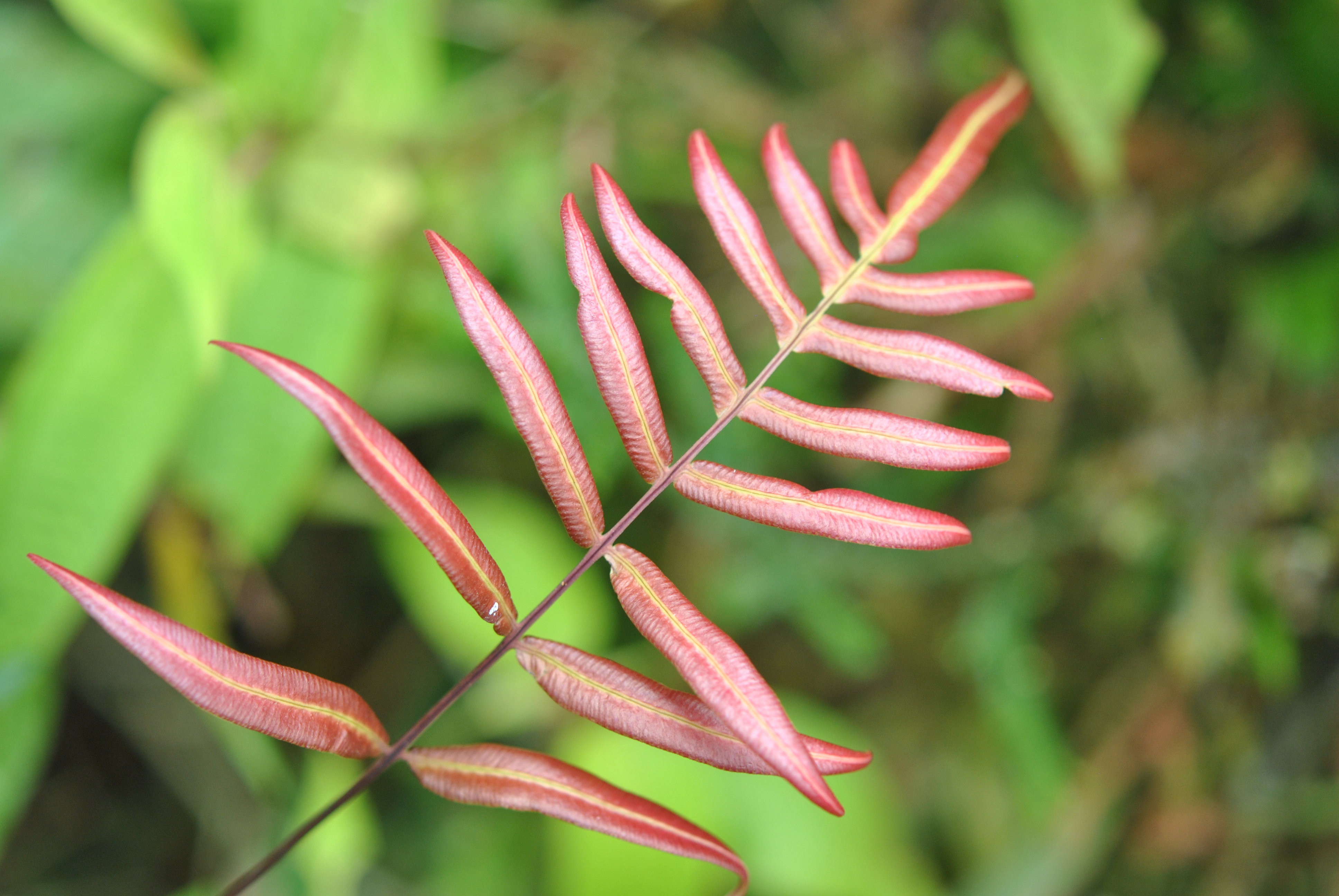 Blechnum gracile