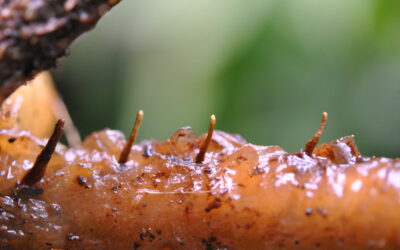 Parablechnum lechleri