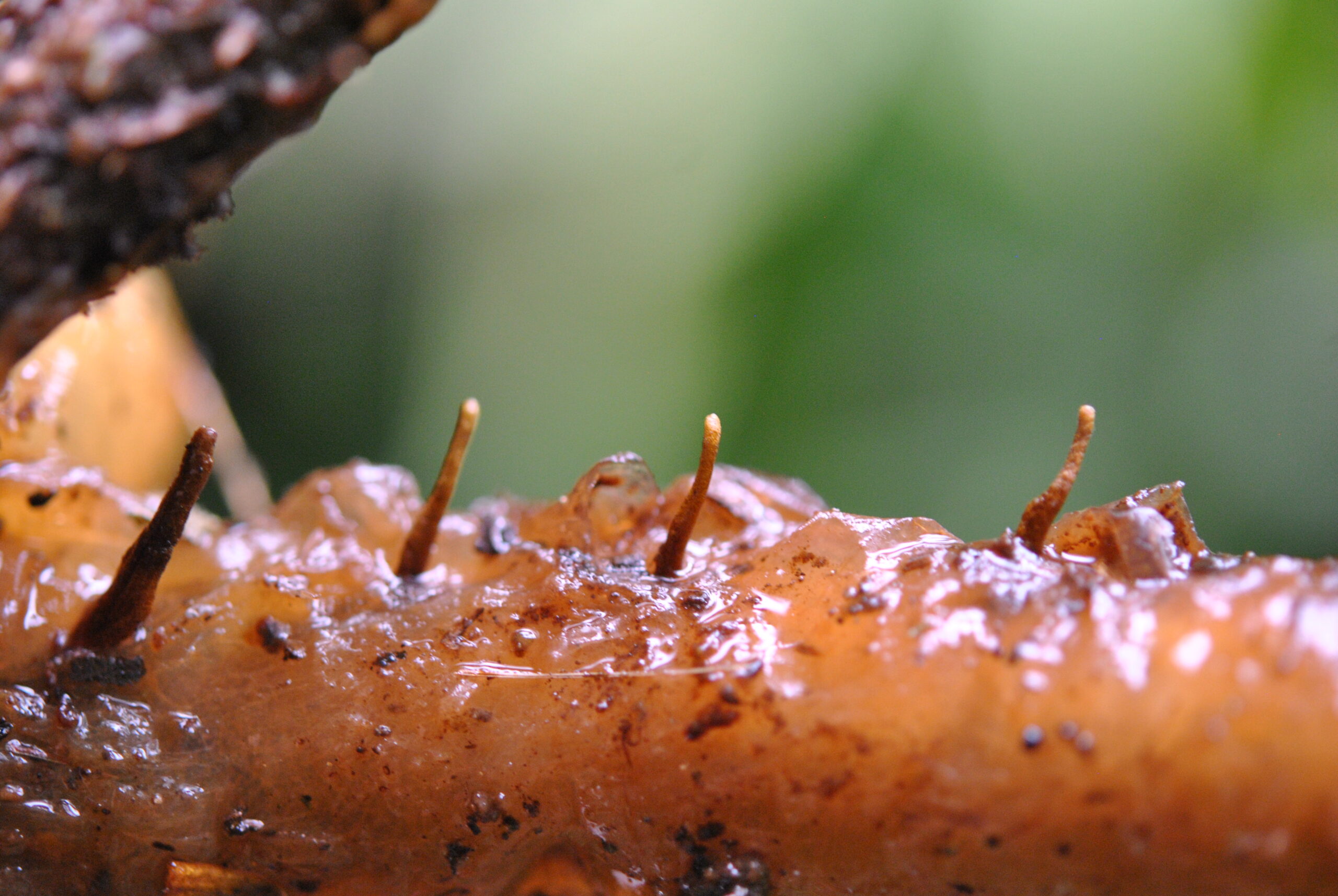 Blechnum lechleri Sundue 3281 10