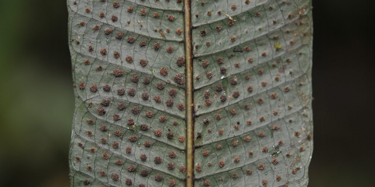 Campyloneurum repens