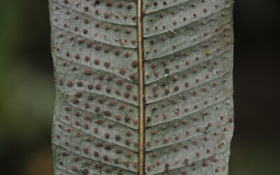 Campyloneurum repens