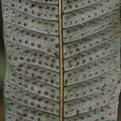 Campyloneurum repens