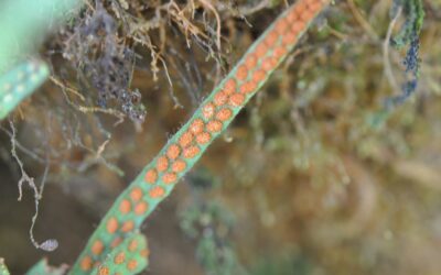 Ceradenia jungermannioides