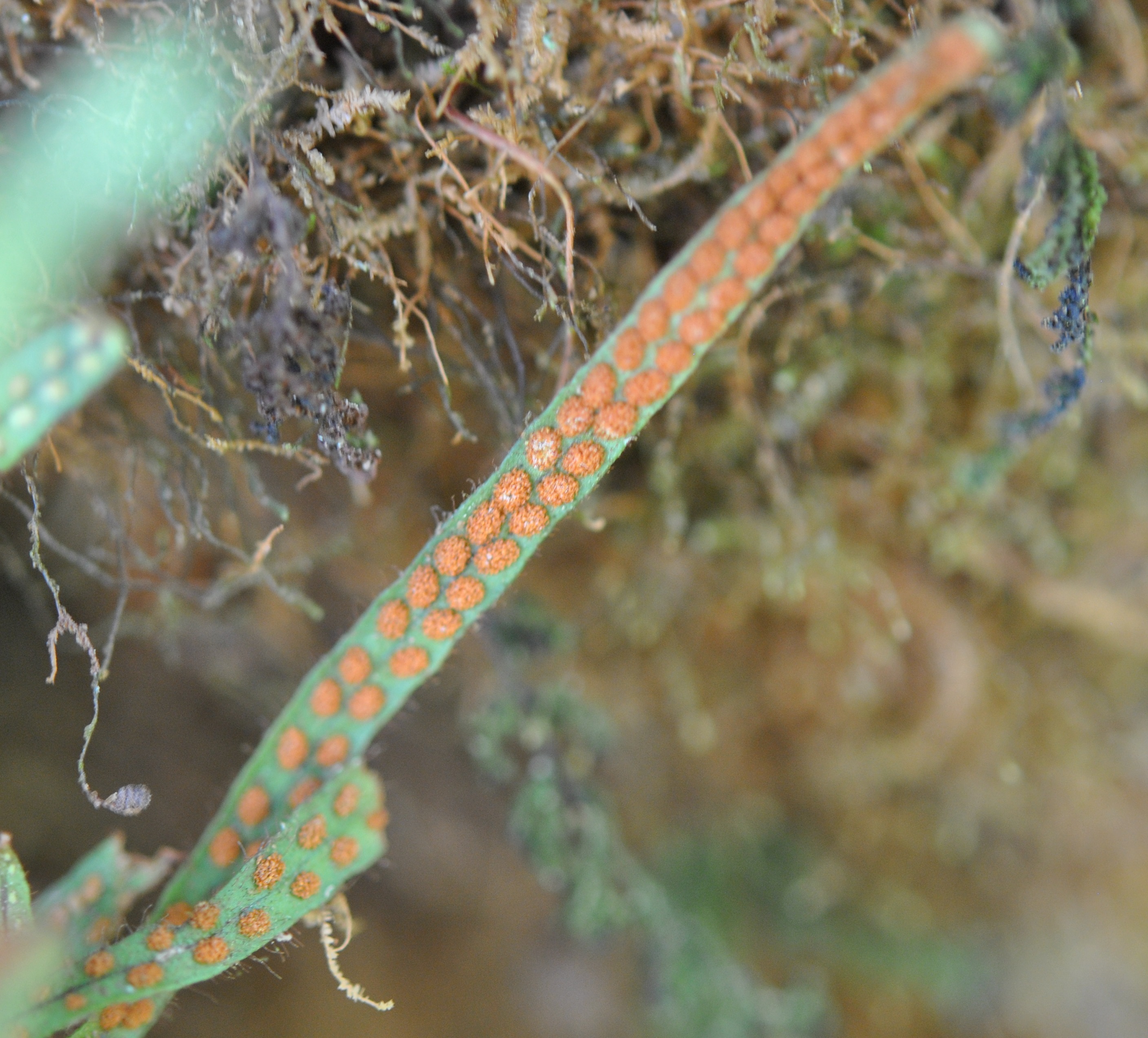 Ceradenia jungermannioides