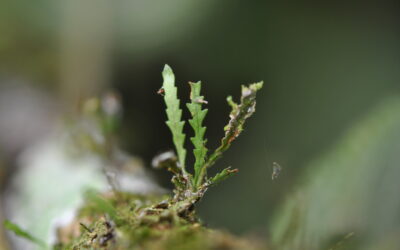 Cochlidium serrulatum