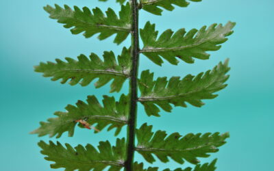 Diplazium sprucei, vel. aff.