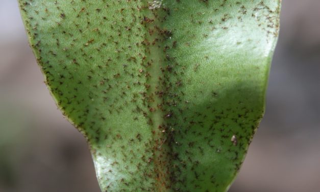 Elaphoglossum delgadilloanum