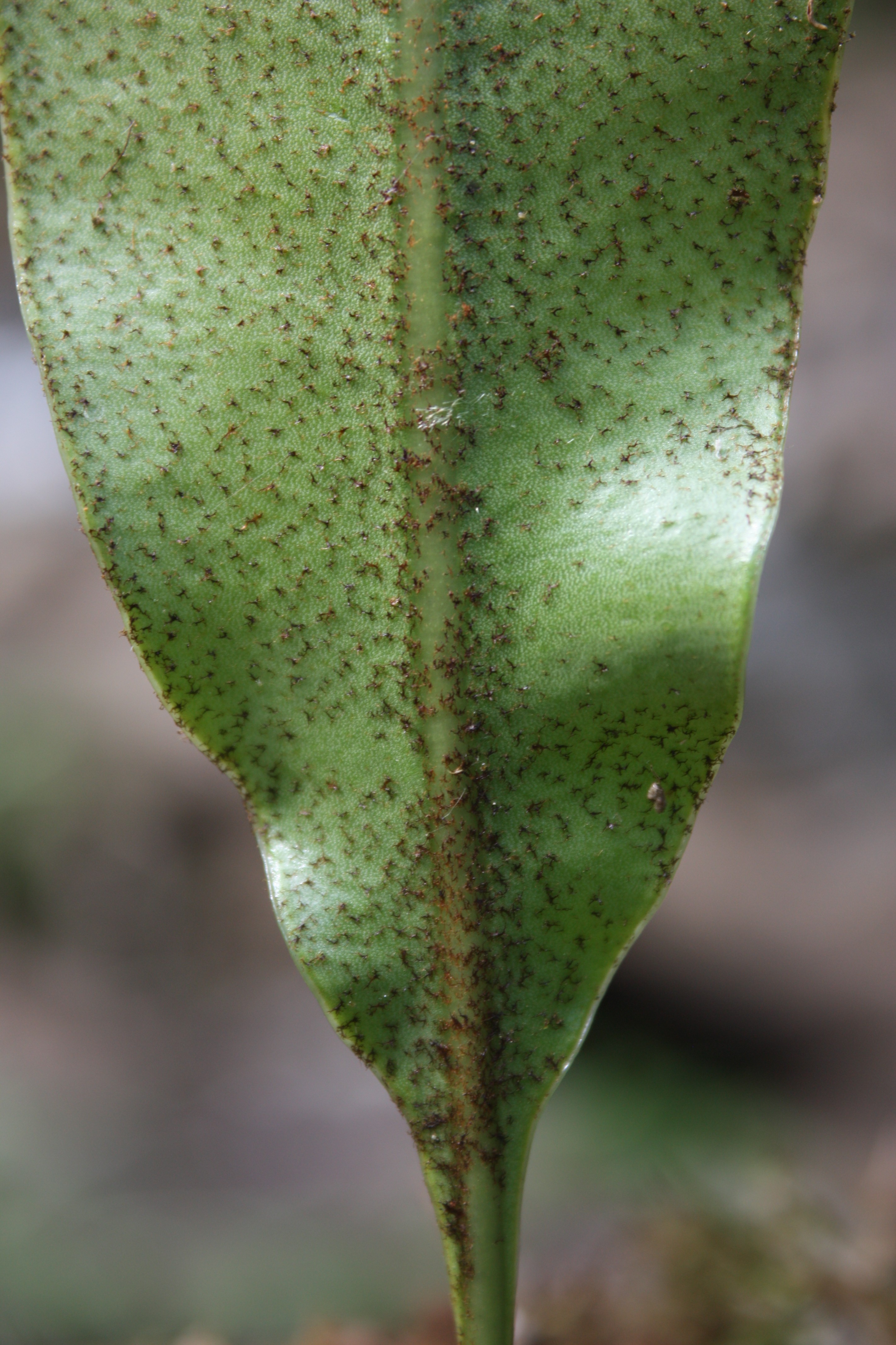 Elaphoglossum delgadilloanum