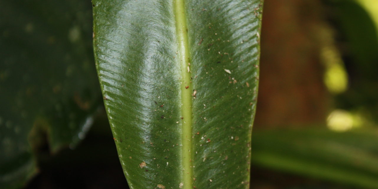 Elaphoglossum doanense