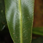 Elaphoglossum doanense
