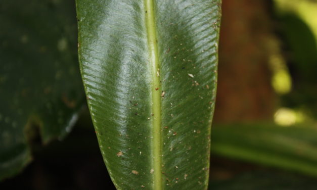 Elaphoglossum doanense