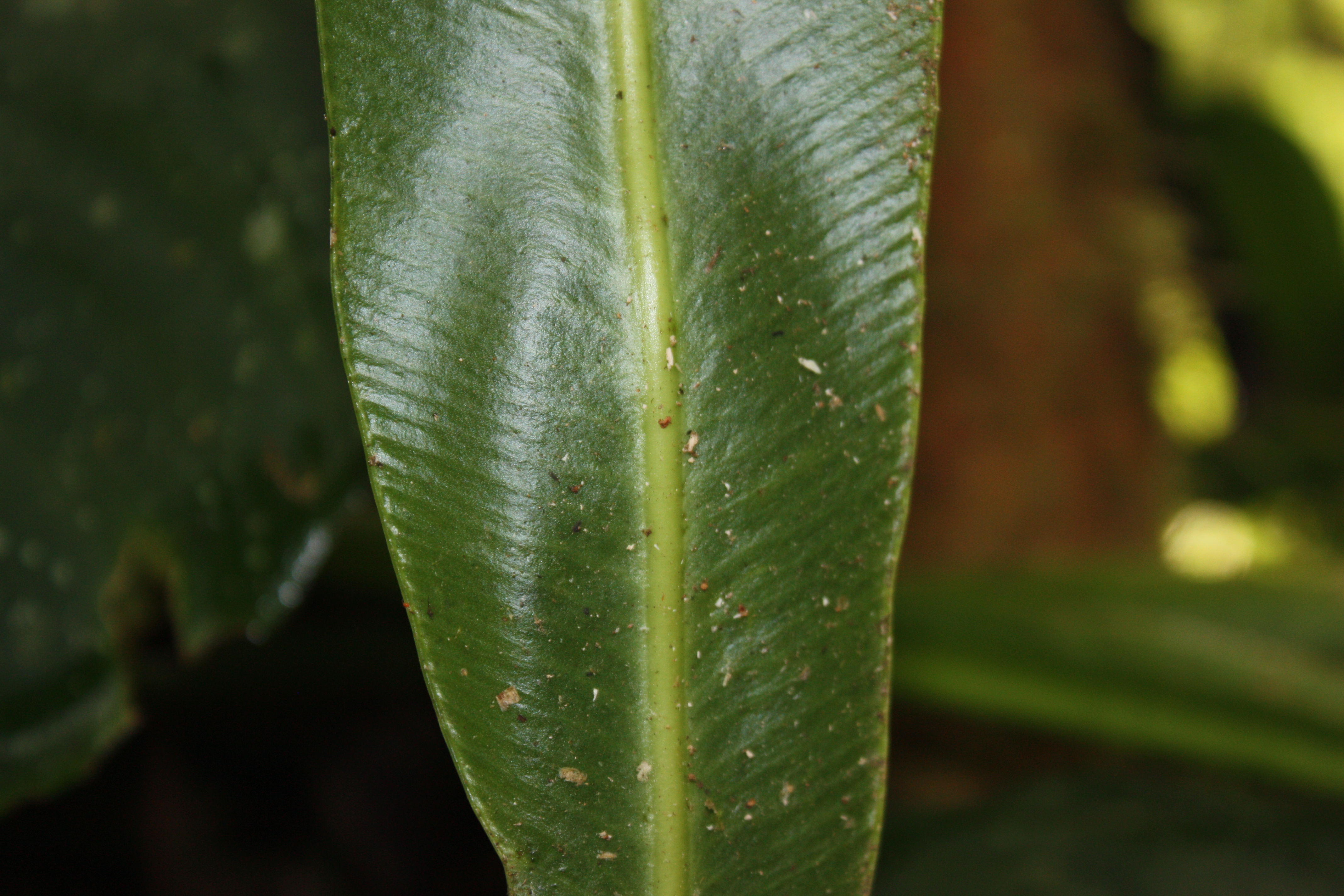 Elaphoglossum doanense