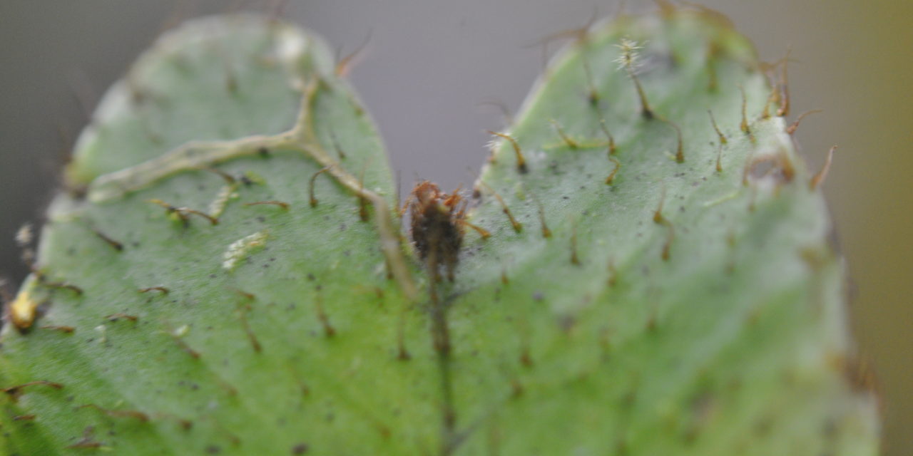 Elaphoglossum gemmatum