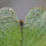 Elaphoglossum gemmatum