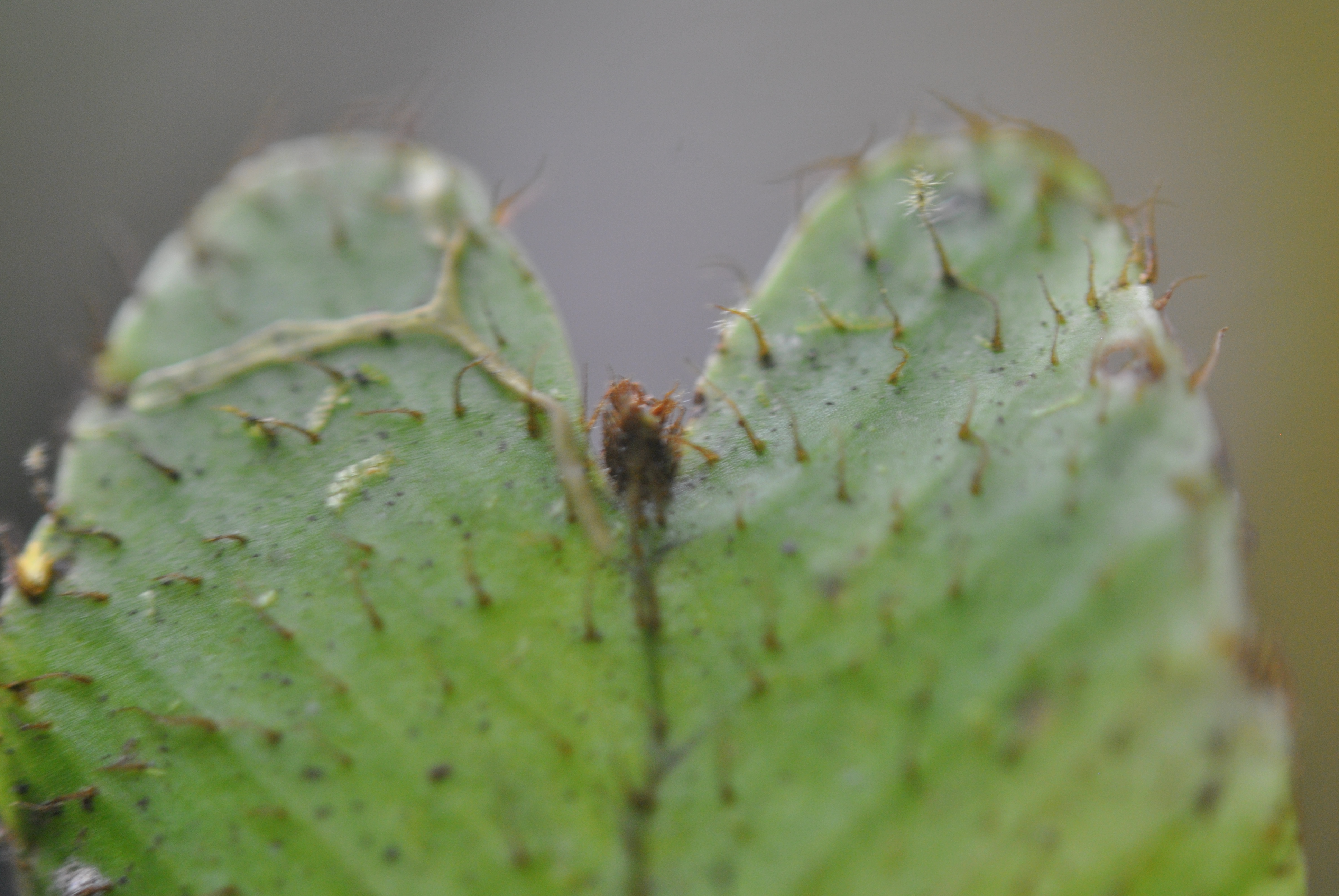 Elaphoglossum gemmatum