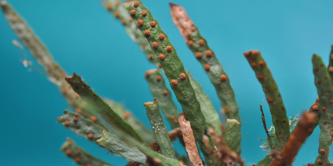 Enterosora parietina