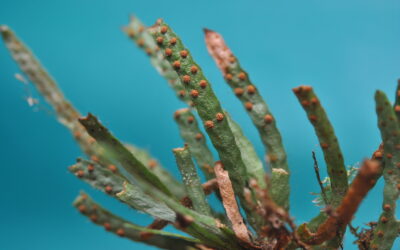 Enterosora parietina