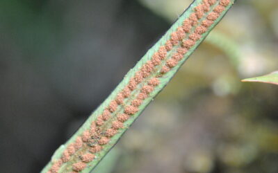 Grammitis fluminensis