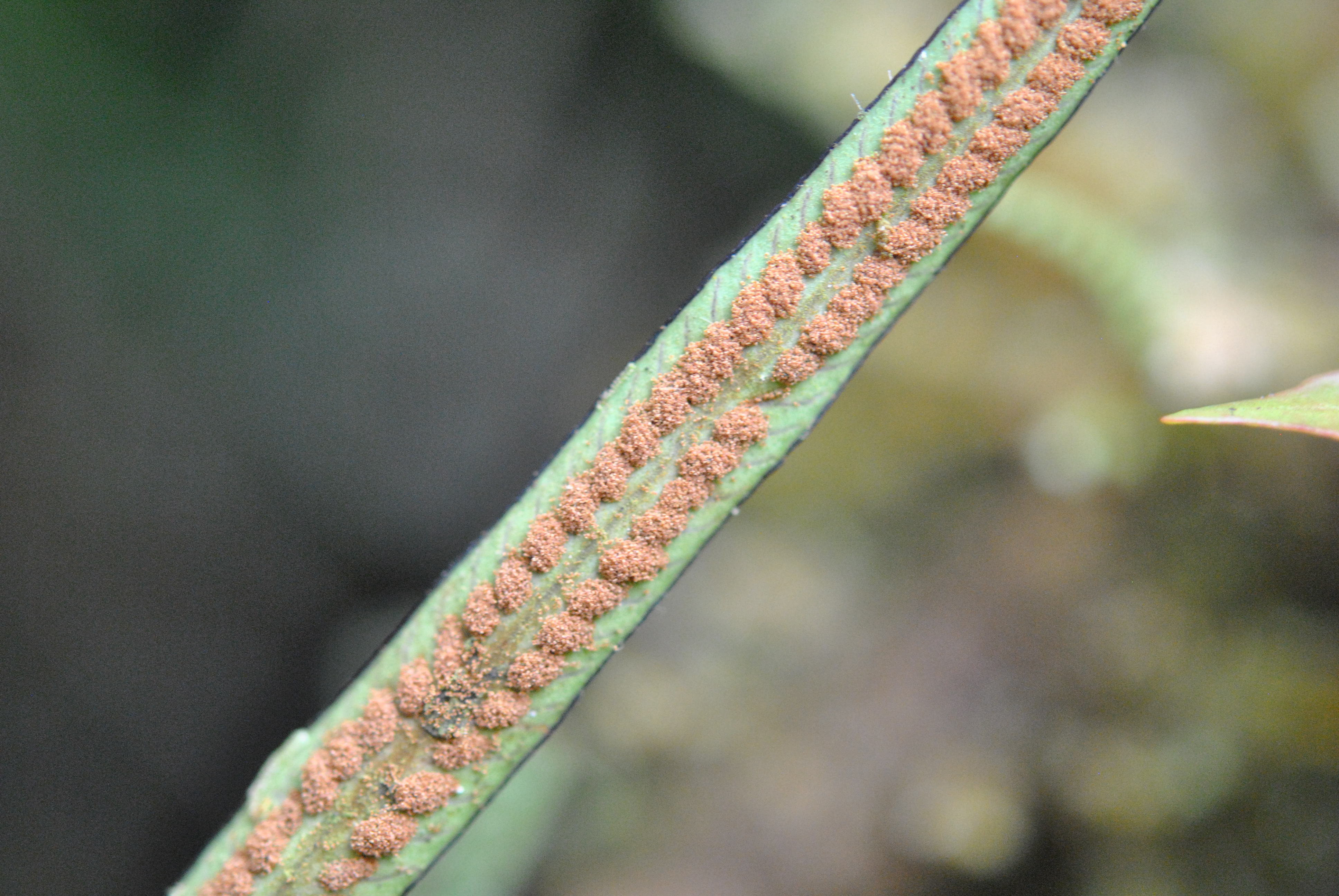 Grammitis fluminensis