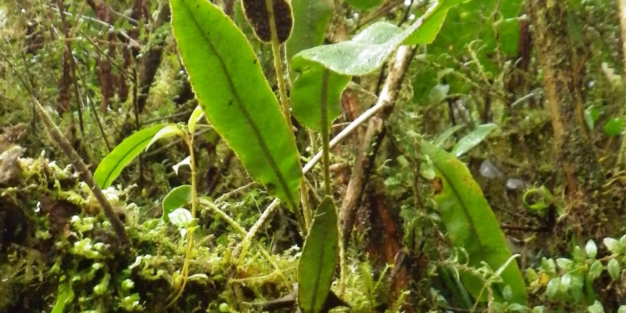 Elaphoglossum lehmannianum