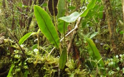 Elaphoglossum lehmannianum