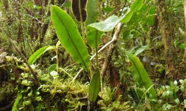 Elaphoglossum lehmannianum