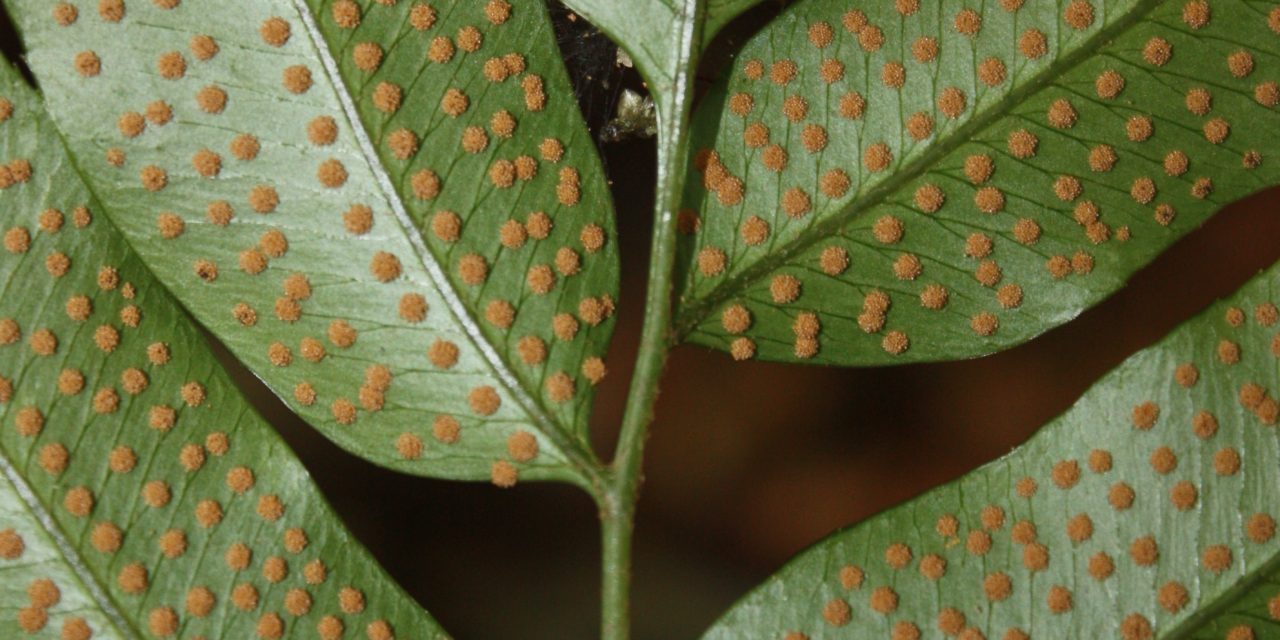 Phanerophlebia juglandifolia