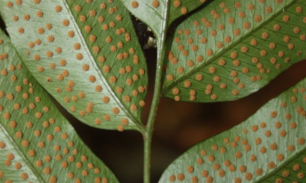 Phanerophlebia juglandifolia