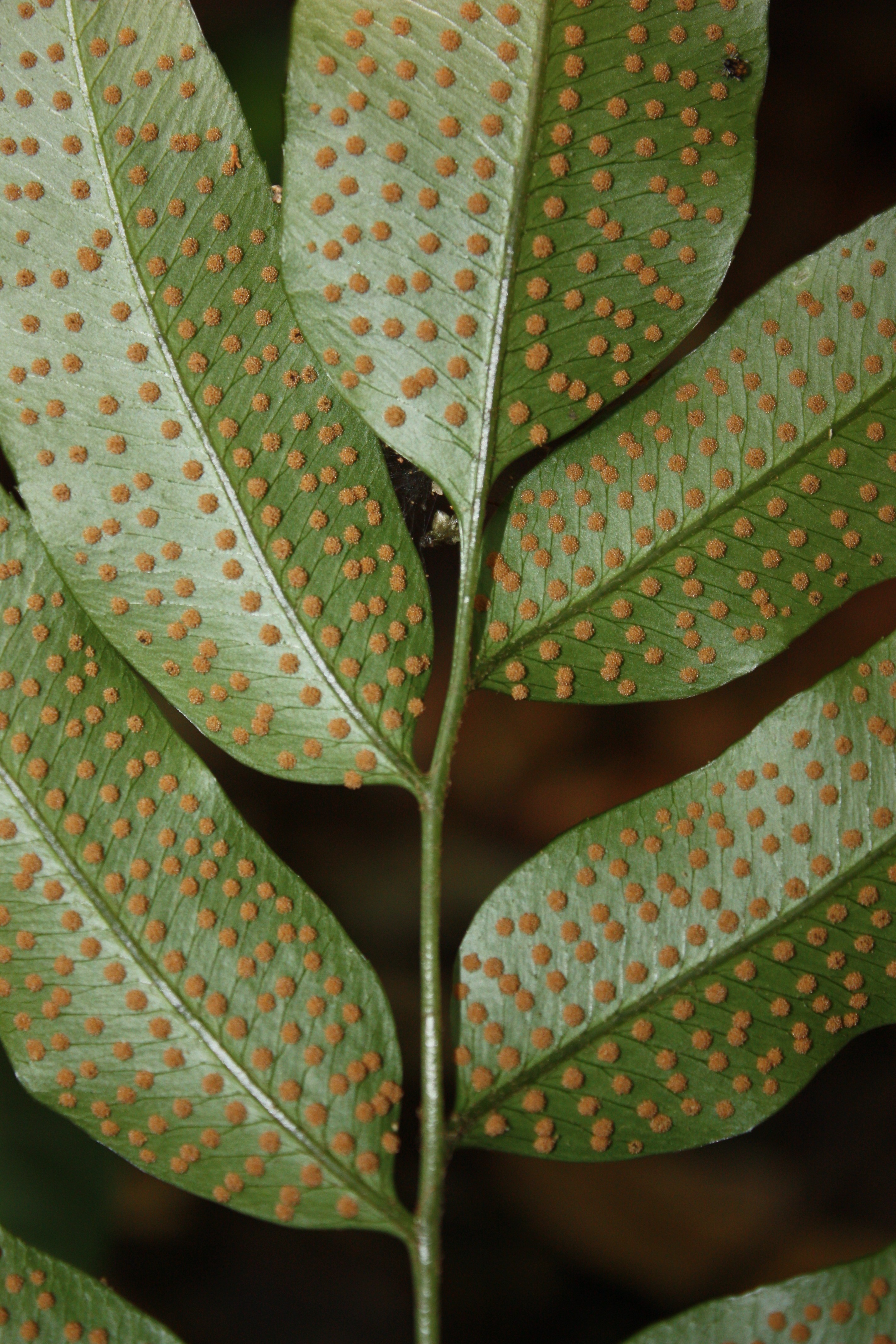 Phanerophlebia juglandifolia