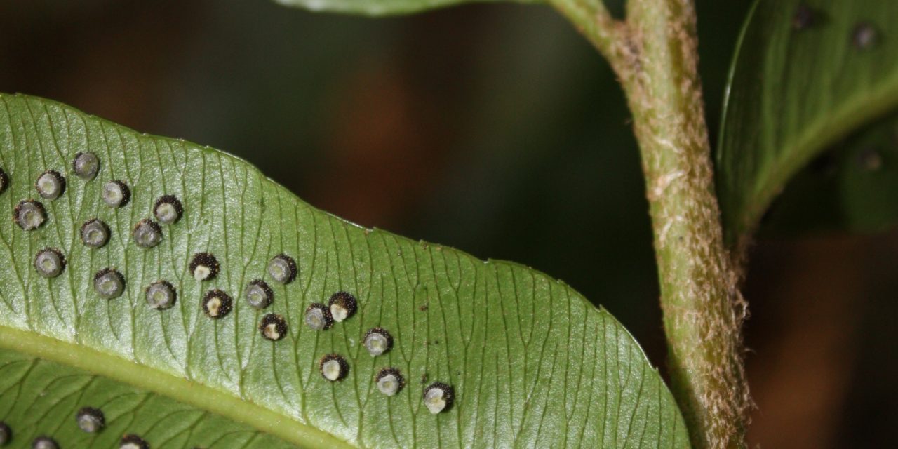 Phanerophlebia macrosora