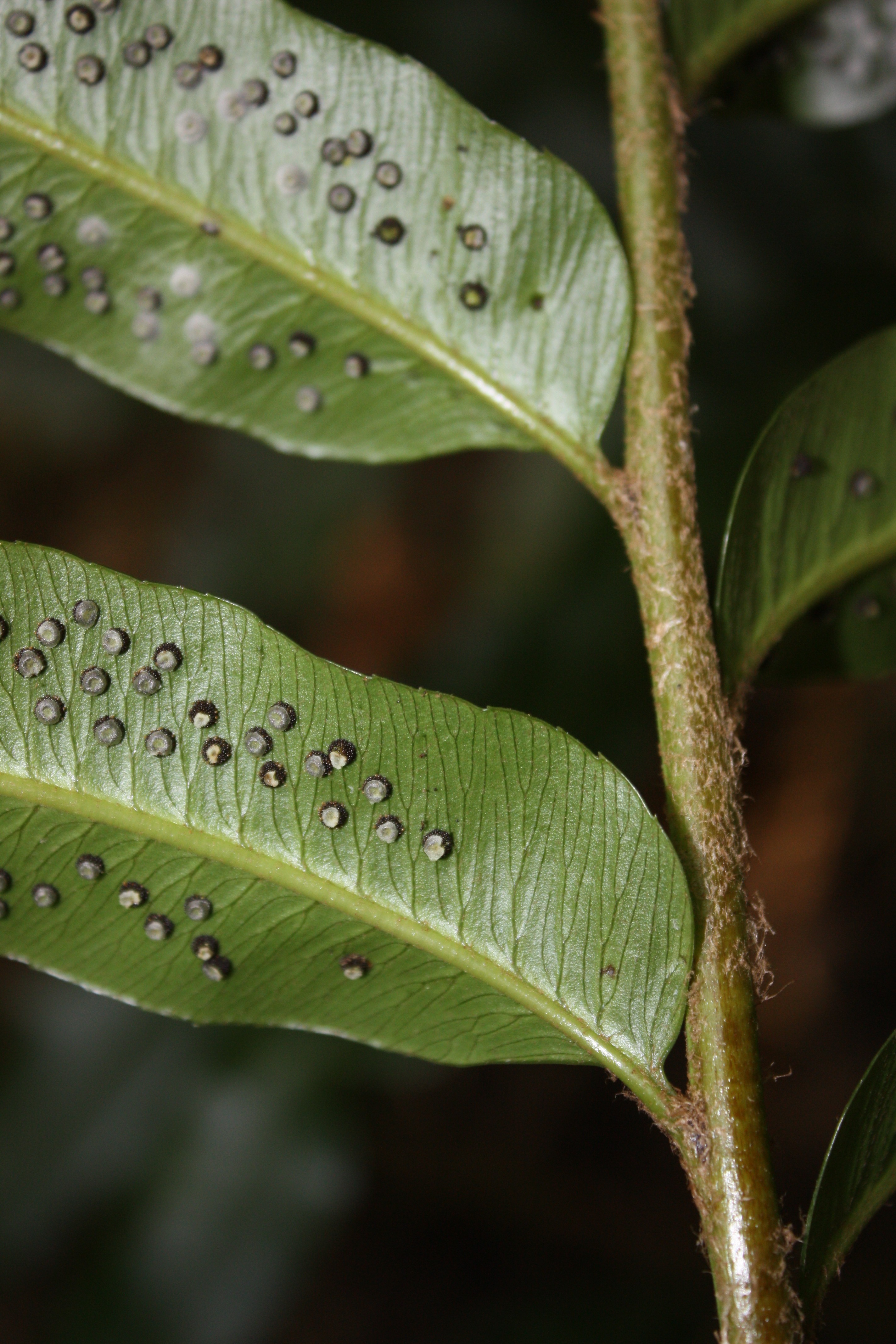 Phanerophlebia macrosora