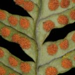 Polypodium virginianum