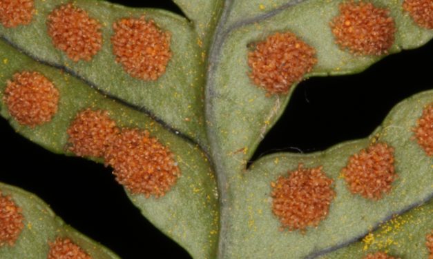 Polypodium virginianum