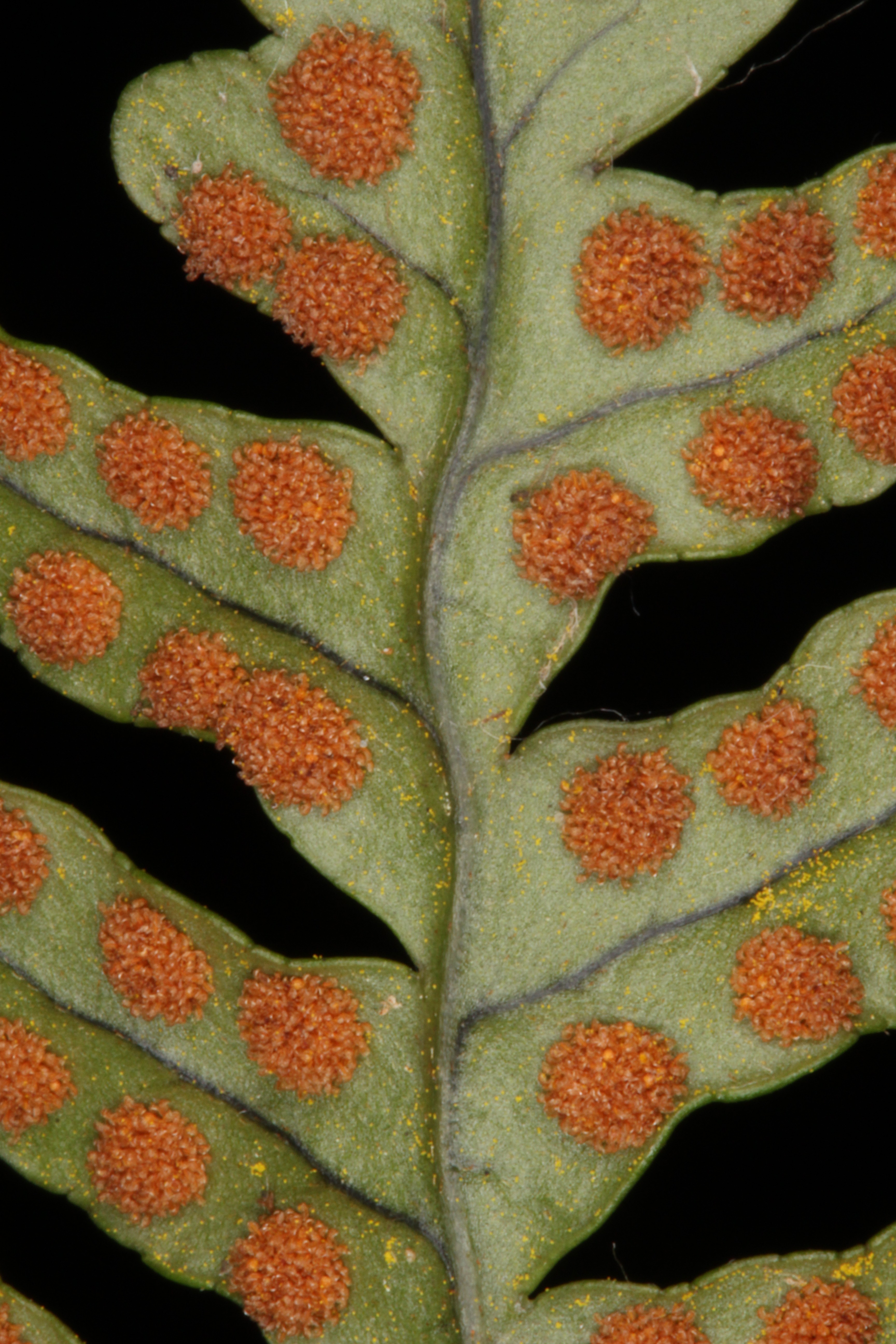 Polypodium virginianum