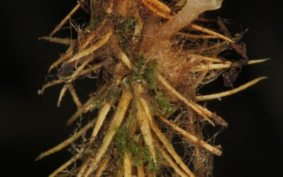 Phlegmariurus acerosus