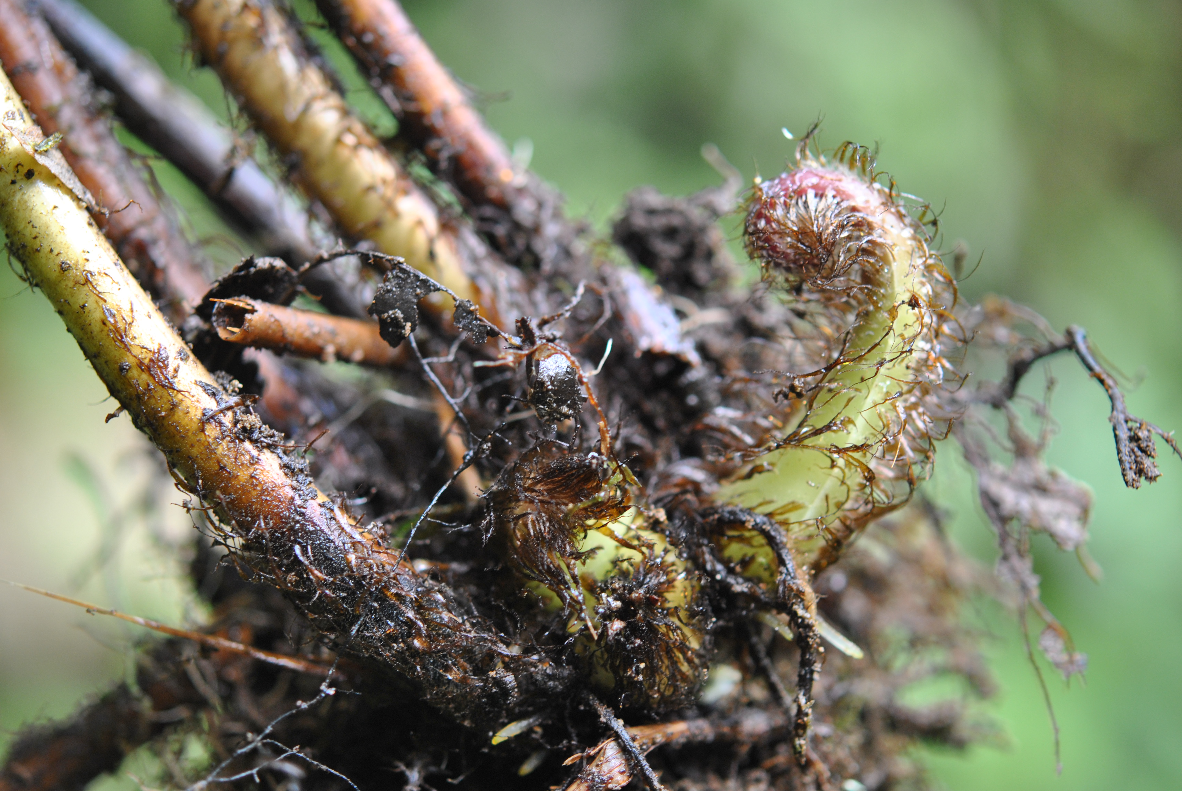 Macrothelypteris torresiana