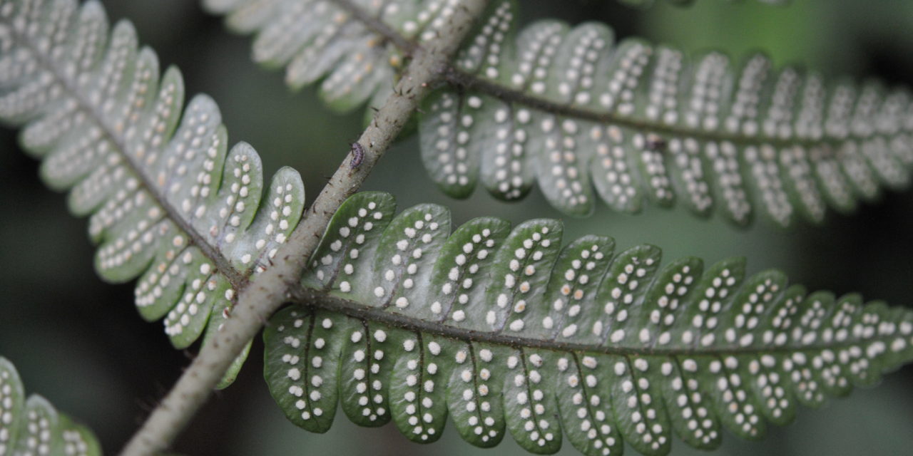 Megalastrum ctenitoides