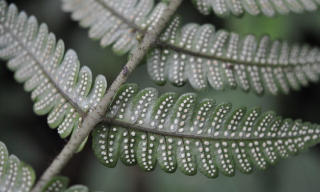 Megalastrum ctenitoides