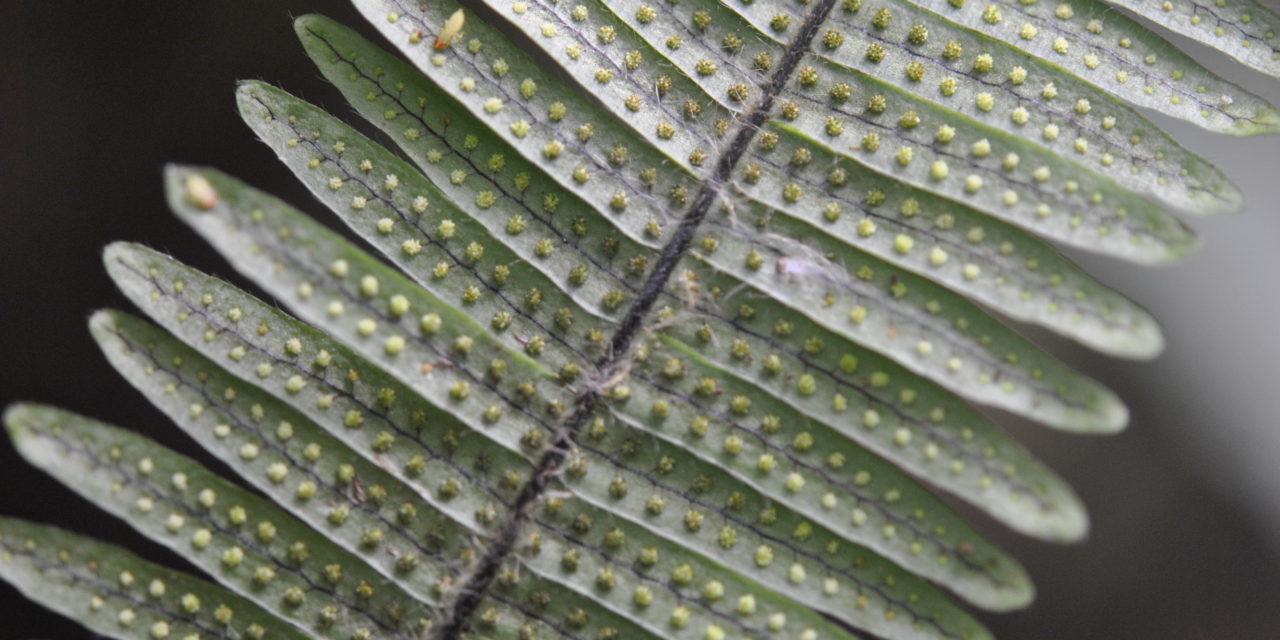 Mycopteris longipilosa