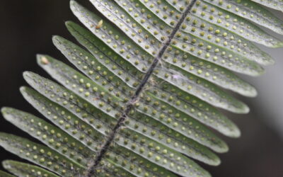 Mycopteris longipilosa