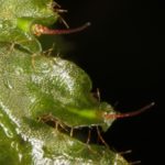 Trichomanes polypodioides