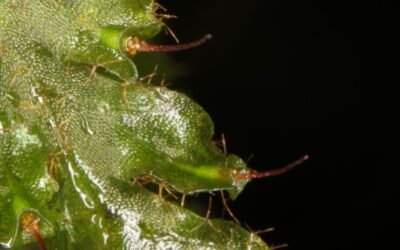 Trichomanes polypodioides