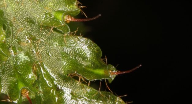 Trichomanes polypodioides