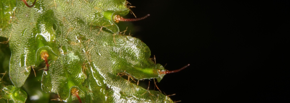 Trichomanes polypodioides