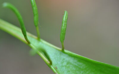 Cheiroglossa palmata