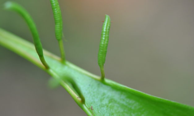 Cheiroglossa palmata