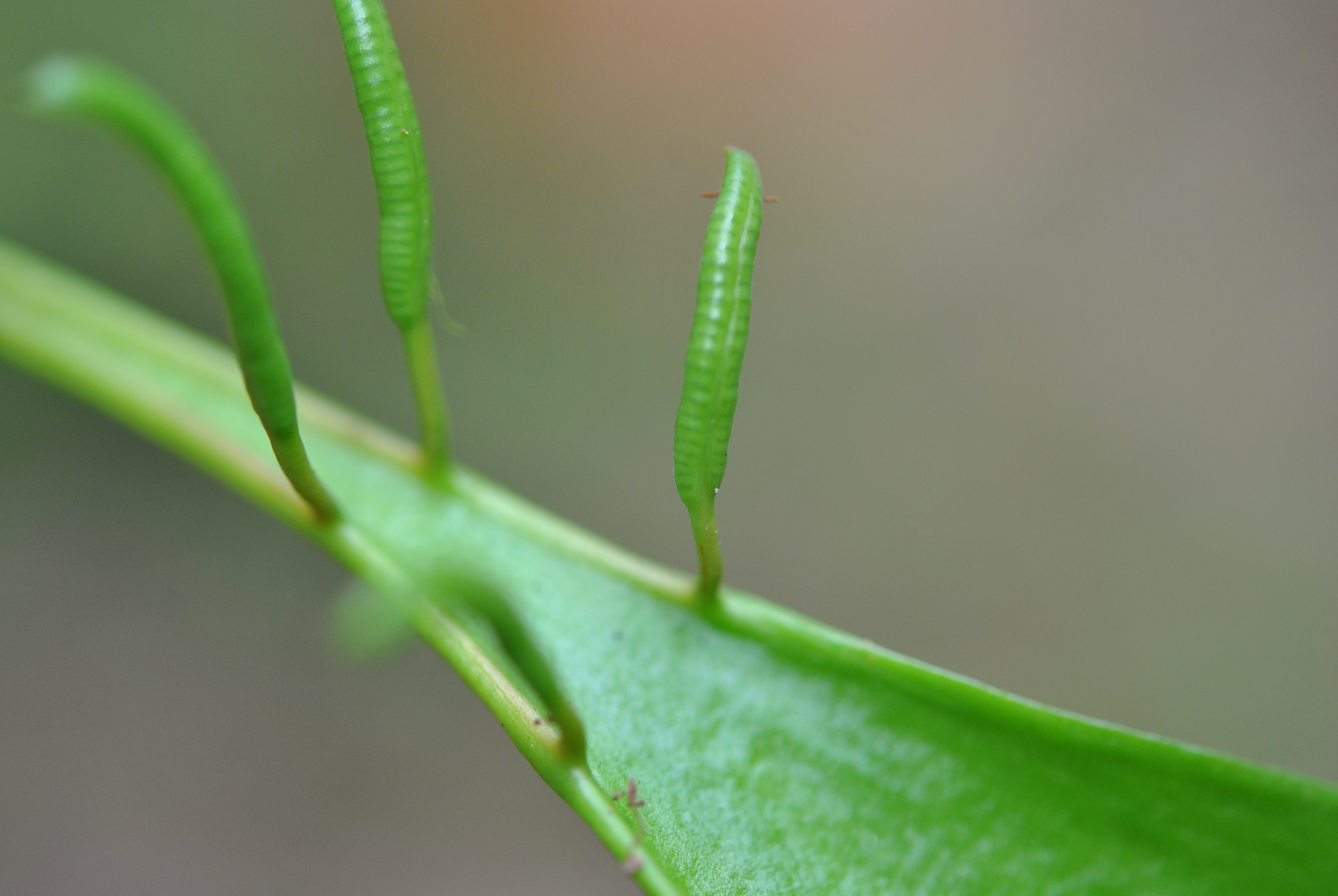 Cheiroglossa palmata