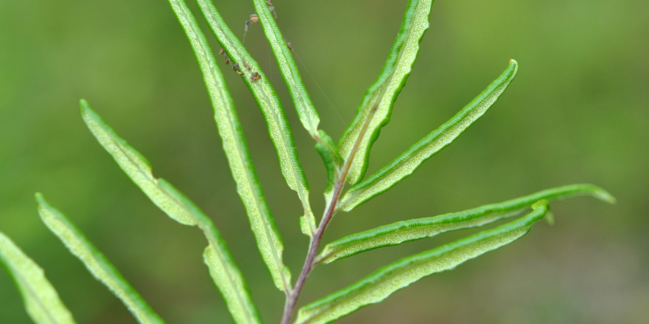 Pityrogramma trifoliata