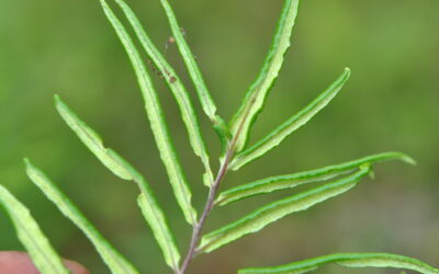 Pityrogramma trifoliata